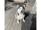 Adopt Dakota a Siberian Husky / Mixed dog in Crystal Lake, IL (38278124)