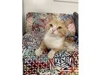 Adopt Bartolo a Domestic Shorthair / Mixed (short coat) cat in Napa