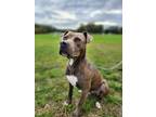 Adopt Monroe a American Pit Bull Terrier / Mixed dog in Toms River