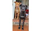 Adopt Samson and Delilah a American Pit Bull Terrier / Labrador Retriever /