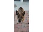 Adopt Max a Australian Cattle Dog / Mixed dog in Baltimore, MD (38165763)