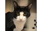 Adopt Tony a Domestic Short Hair