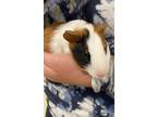 Adopt Annabelle and maybelle a Guinea Pig (short coat) small animal in Aurora