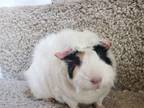 Adopt Ruby a Guinea Pig (medium coat) small animal in Aurora, IL (38301675)