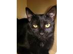 Adopt Oscar a All Black Domestic Shorthair / Mixed (short coat) cat in Los
