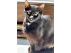 Adopt Sugi a Black (Mostly) Domestic Mediumhair / Mixed (medium coat) cat in