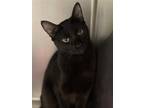 Adopt Lux (Sponsored!) a All Black Domestic Shorthair / Mixed (short coat) cat