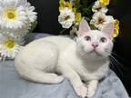 Adopt Mama Mia a White Domestic Shorthair / Mixed (short coat) cat in