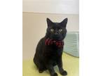 Adopt Taz a All Black Domestic Shorthair / Mixed (short coat) cat in Arlington