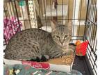 Adopt Mateo a Brown Tabby Domestic Shorthair / Mixed (short coat) cat in