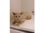 Adopt Lucky (adult male) a Domestic Short Hair