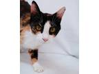 Adopt Hillary a All Black Domestic Shorthair / Domestic Shorthair / Mixed cat in