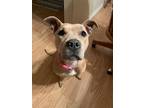 Adopt Goldie a Tan/Yellow/Fawn - with White Pit Bull Terrier / Mixed dog in