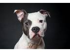 Adopt Fastnacht a White - with Gray or Silver Pit Bull Terrier / Mixed dog in