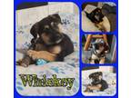 Adopt Whiskey a German Shepherd Dog