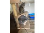 Adopt Mr. Pickles a Brown Tabby Domestic Shorthair / Mixed (short coat) cat in