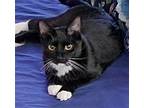 Adopt Bahset a Black (Mostly) Domestic Shorthair / Mixed (short coat) cat in