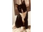 Adopt Felix a Black & White or Tuxedo Domestic Shorthair / Mixed (short coat)