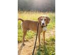 Adopt Biscuit a Tan/Yellow/Fawn - with White Hound (Unknown Type) / Mixed dog in