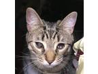 Adopt Nilla- Special Needs- Blind a Brown Tabby Domestic Shorthair / Mixed cat