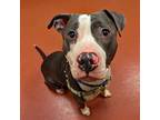 Adopt Pongo a Staffordshire Bull Terrier