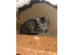 Adopt B. Anthony a Brown Tabby Domestic Shorthair / Mixed (short coat) cat in