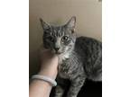 Adopt Brownie a Gray, Blue or Silver Tabby Domestic Shorthair / Mixed (short