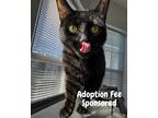 Adopt Jackie Daytona a All Black Domestic Shorthair / Mixed (short coat) cat in