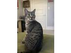 Adopt Bernie a Brown Tabby Domestic Shorthair / Mixed (short coat) cat in