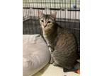 Adopt Strawberry a Gray, Blue or Silver Tabby Domestic Shorthair / Mixed (short