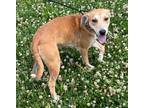 Adopt C-3PO a Tan/Yellow/Fawn - with White Beagle / Mountain Cur / Mixed dog in