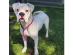 Adopt Dewey a White Boxer / Mixed dog in Costa Mesa, CA (38066741)