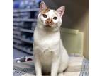 Adopt Creamsicle a Orange or Red (Mostly) Domestic Shorthair / Mixed cat in