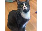 Adopt Sunny a Black & White or Tuxedo Domestic Mediumhair / Mixed cat in Garner