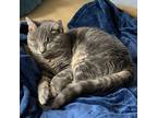 Adopt Chibi a Gray, Blue or Silver Tabby Domestic Mediumhair / Mixed cat in