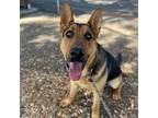 Adopt Phoenix a Brown/Chocolate - with Black German Shepherd Dog / Mixed dog in