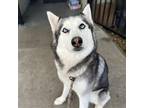 Adopt Bella a White - with Black Husky / Mixed dog in Woodland, CA (38134677)