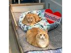 Adopt Brighten and Cody a Orange or Red Domestic Shorthair / Mixed (short coat)