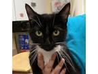 Adopt Justice a Domestic Shorthair / Mixed cat in Salisbury, MD (38059769)