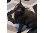 Adopt PeeWee a All Black Domestic Shorthair / Mixed (short coat) cat in Phoenix
