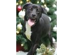Adopt Dubbie a Labrador Retriever / Mixed dog in Thief River Falls