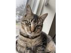 Adopt Tyson a Brown Tabby Domestic Shorthair / Mixed (short coat) cat in Devon