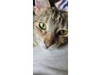 Adopt Rose a Gray, Blue or Silver Tabby Domestic Shorthair / Mixed (short coat)