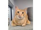 Adopt Dennis the Menace a Orange or Red (Mostly) Domestic Shorthair / Mixed