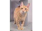 Adopt Punchy a Orange or Red (Mostly) Domestic Shorthair / Mixed (short coat)