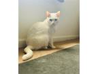 Adopt Sally a White Domestic Shorthair / Mixed cat in Wilmington, NC (38114990)