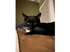 Adopt Miss Sissy a Black & White or Tuxedo Domestic Shorthair / Mixed cat in