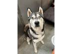 Adopt Kenny a Husky