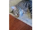 Adopt Taylor a Gray, Blue or Silver Tabby Domestic Shorthair / Mixed cat in