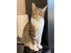 Adopt Christine a Domestic Shorthair / Mixed (short coat) cat in Abbeville
